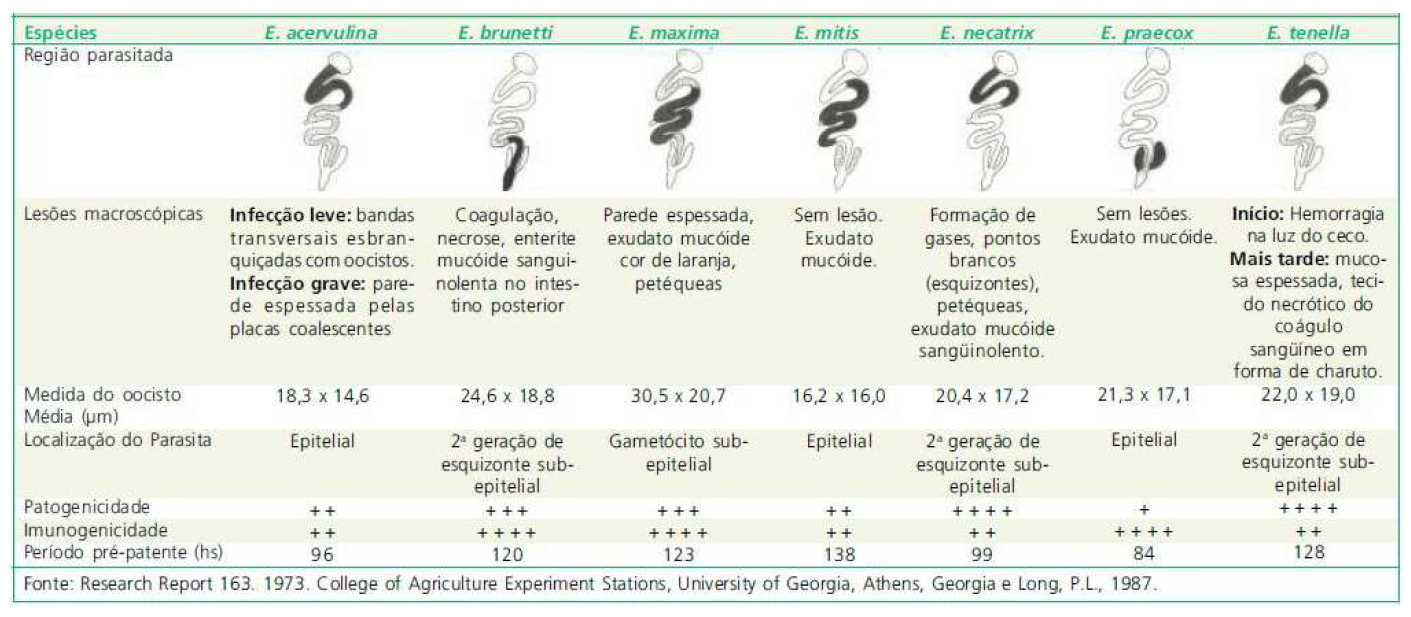 Coccidiose Em Frangos De Corte Opta Alimentos