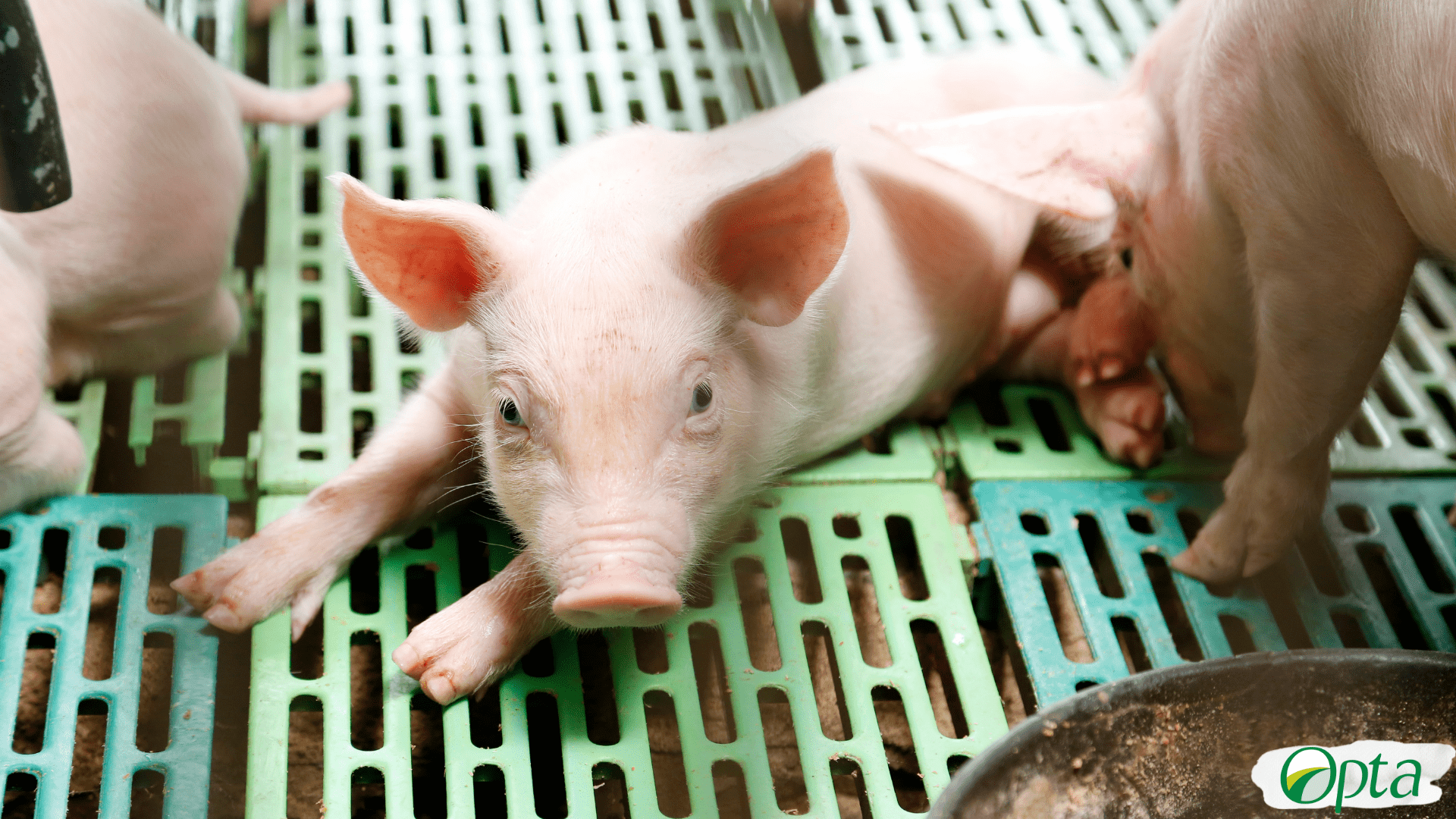 Whey for newly weaned piglets
