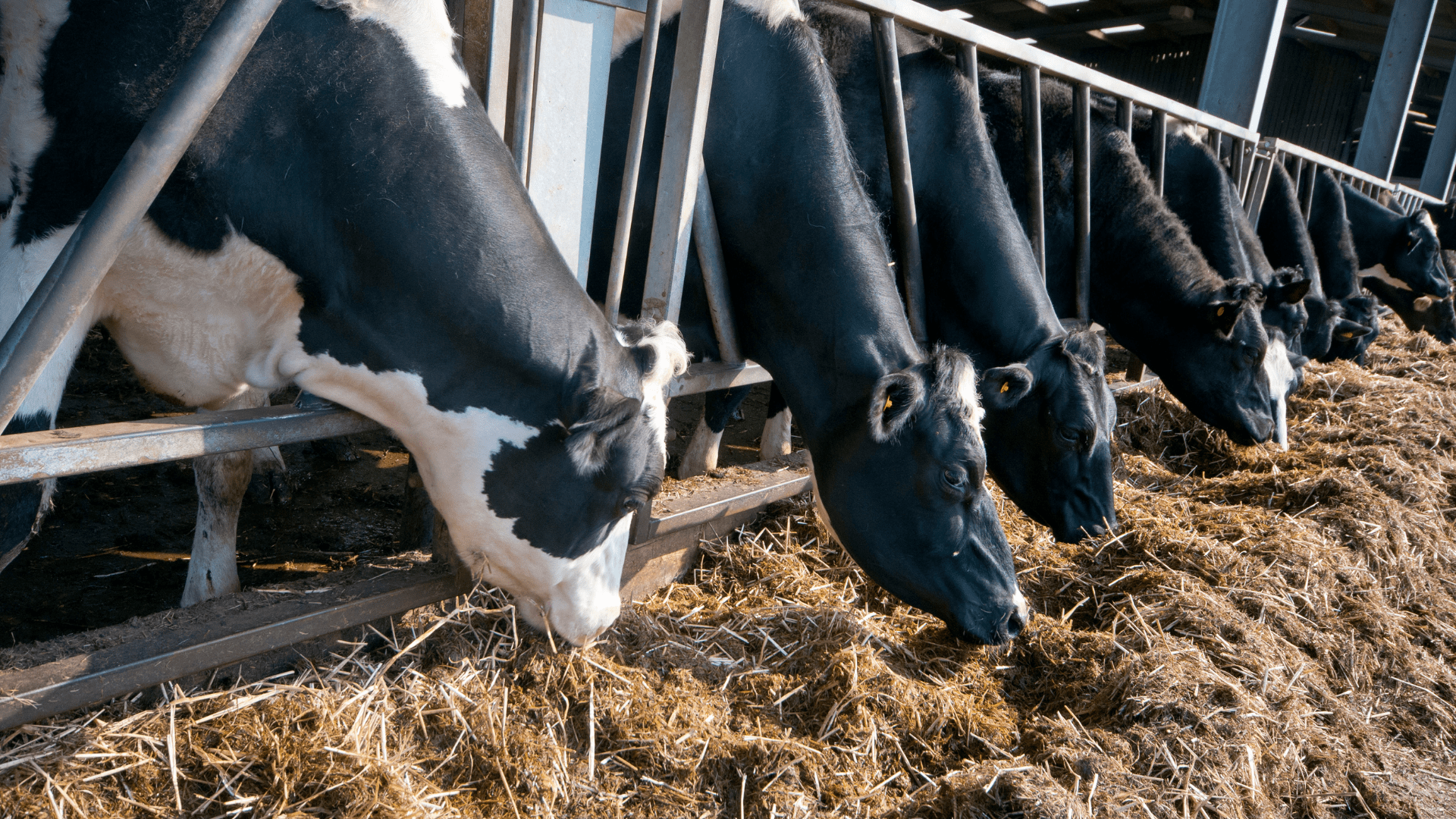 Vitamin D (Ergocalciferol and Cholecalciferol): Importance in dairy farming