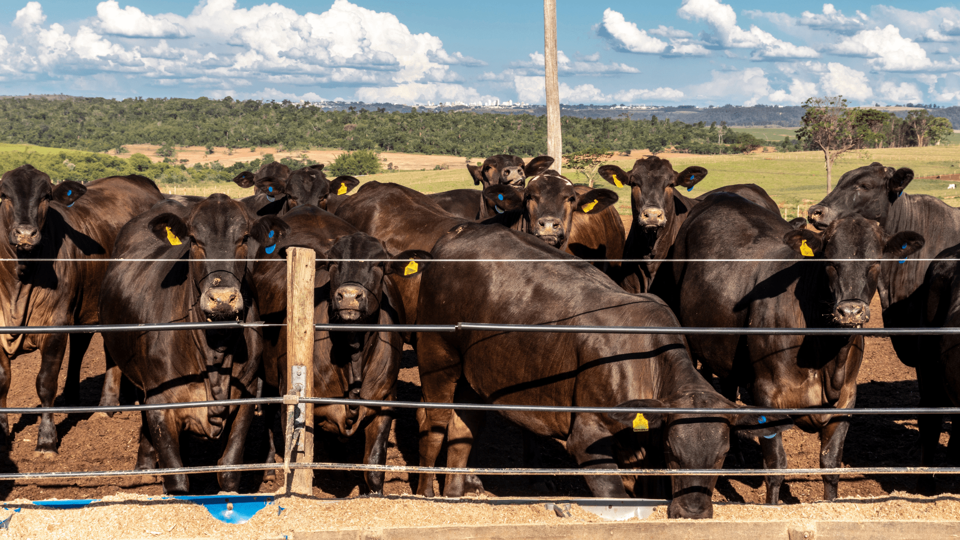 Supplementation of vitamins A / D / E in ruminants