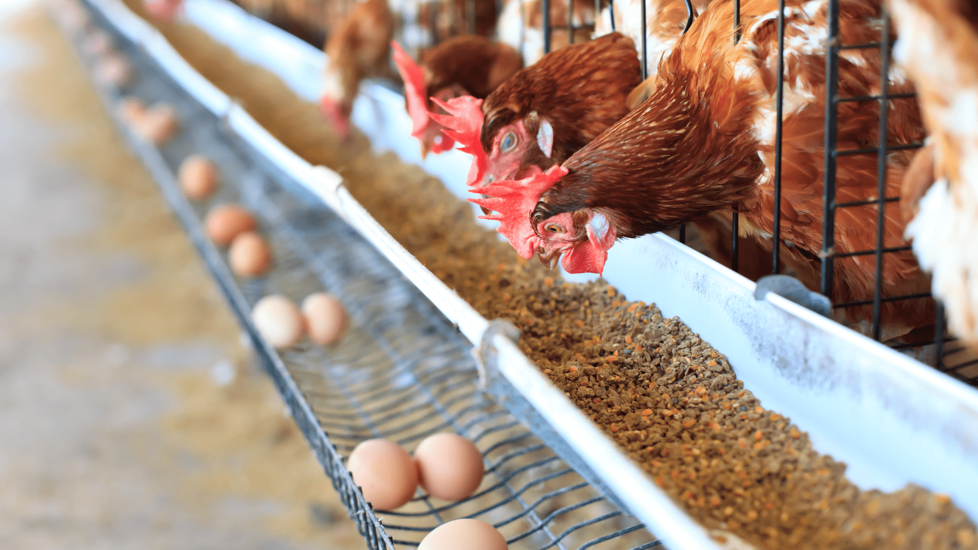 Importance of correct Calcium and Phosphorus Supplementation in Animal Nutrition