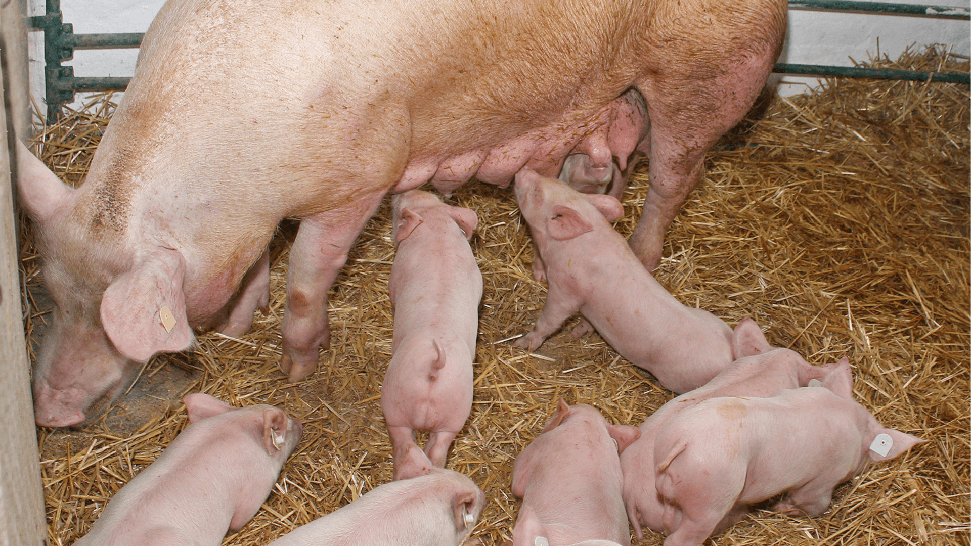Learn about Nutritional Flushing for gilts