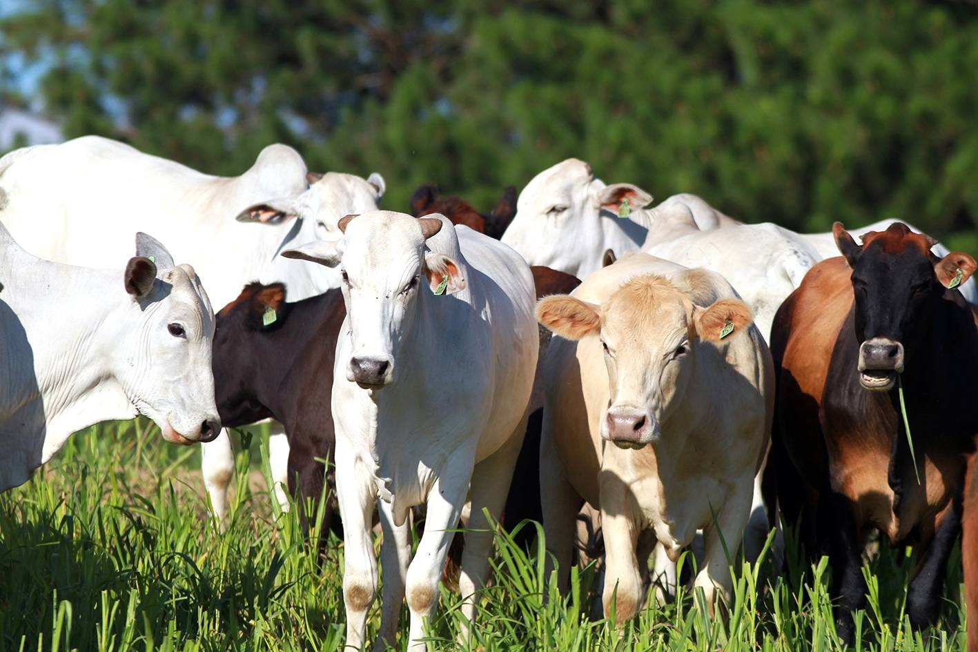 Taninos e a bovinocultura: uma relação coevolutiva positiva