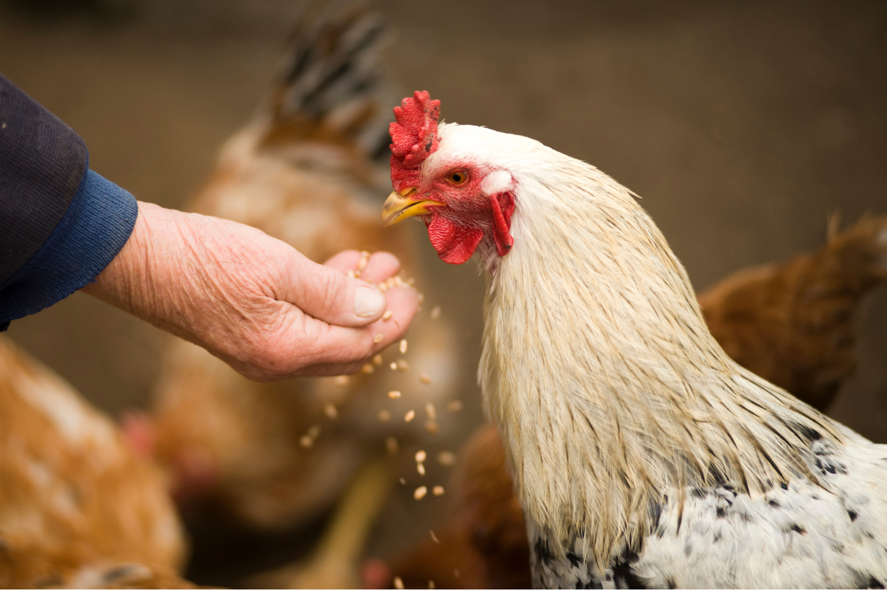 Controle da saúde intestinal de aves para produção sustentável